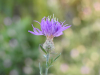 Centaurea paniculata