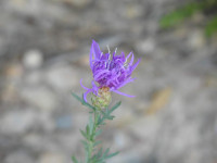 Centaurea paniculata