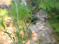 Centaurea paniculata