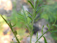 Centaurea paniculata