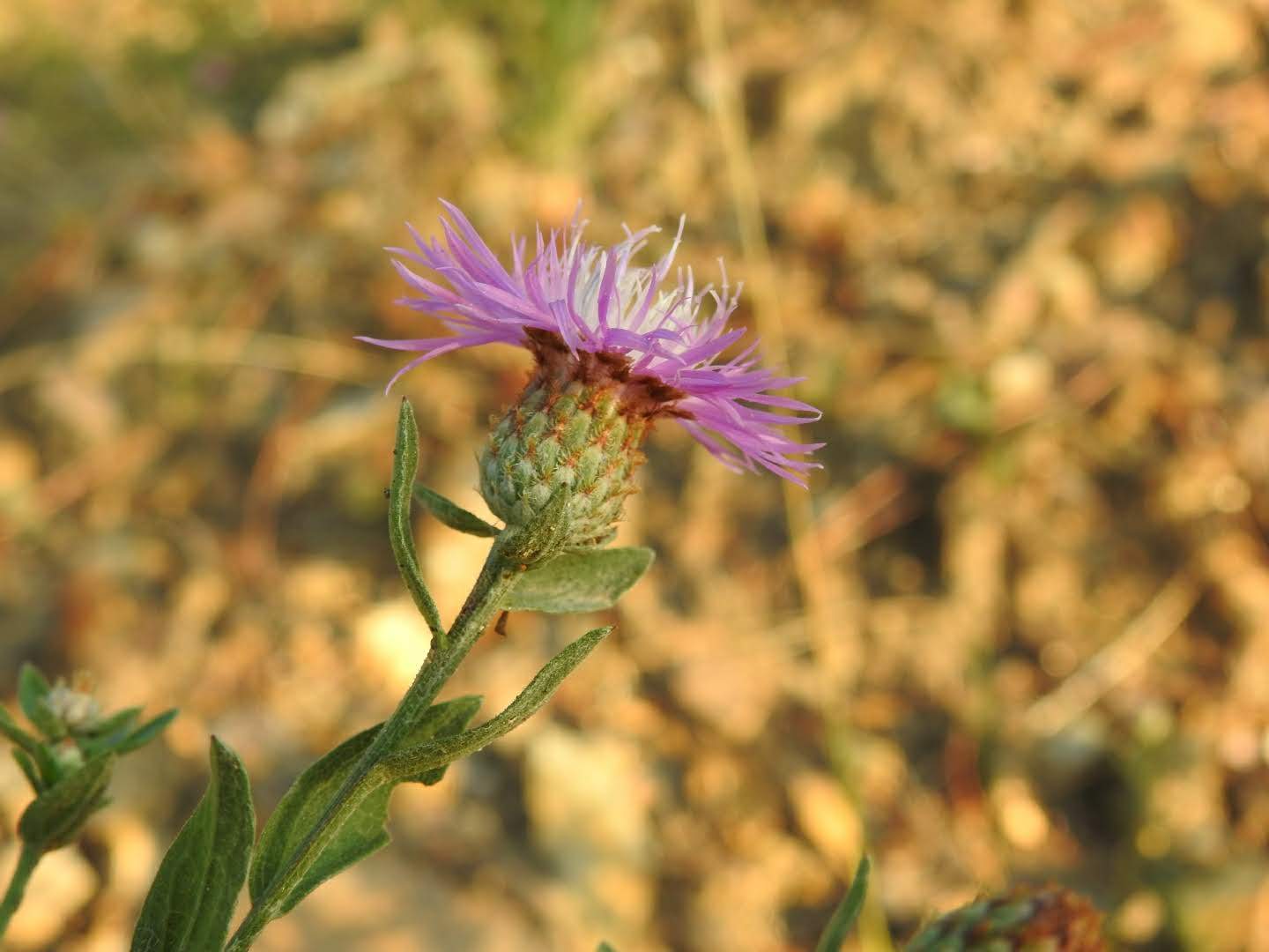 Centaurea paniculata