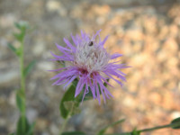 Centaurea paniculata