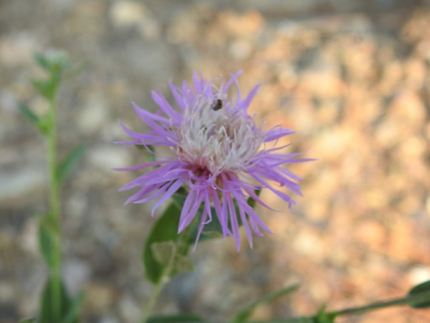 Centaurea paniculata