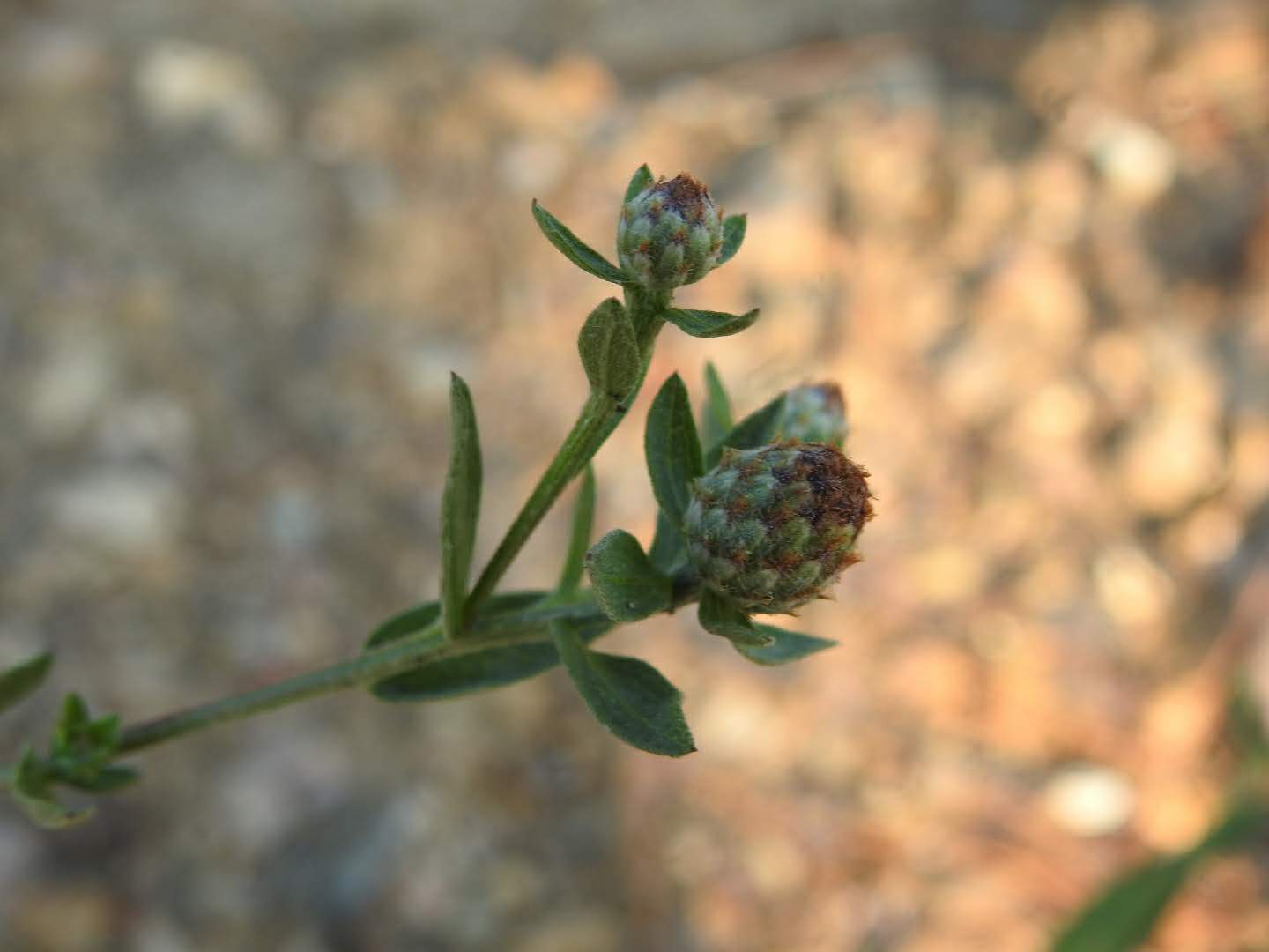 Centaurea paniculata