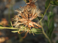 Centaurea paniculata