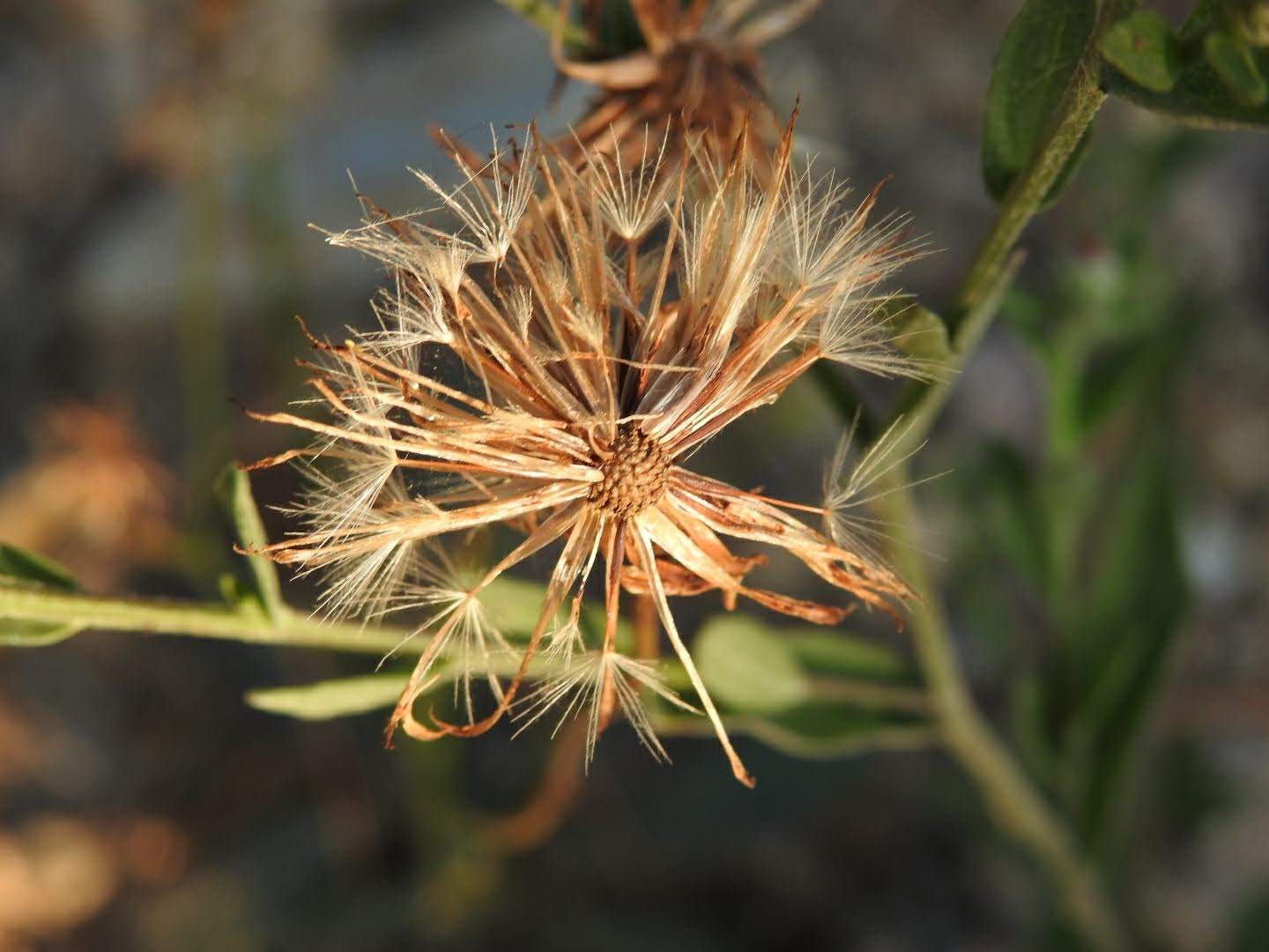 Centaurea paniculata