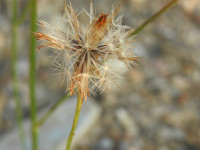 Centaurea paniculata