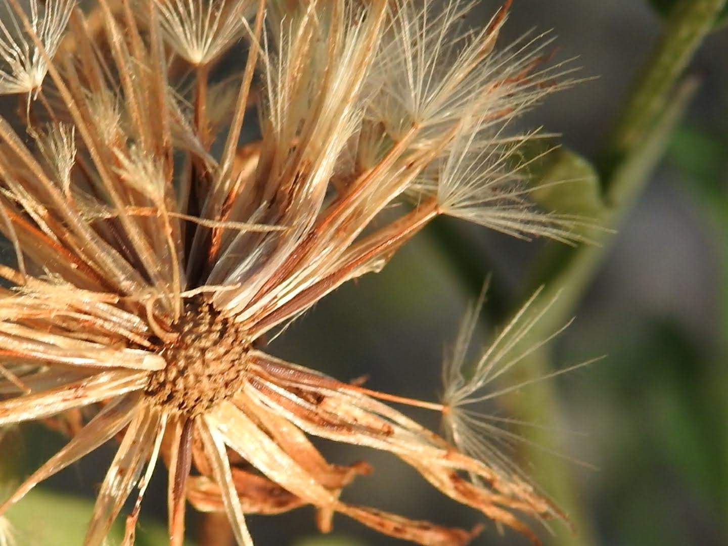 Centaurea paniculata