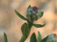 Centaurea paniculata