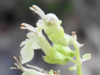 Teucrium scorodonia