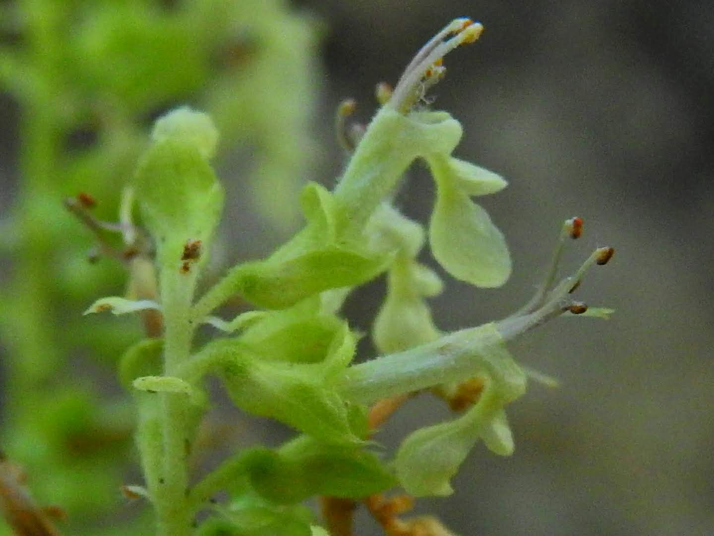 Teucrium scorodonia