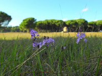 Prospero autumnale