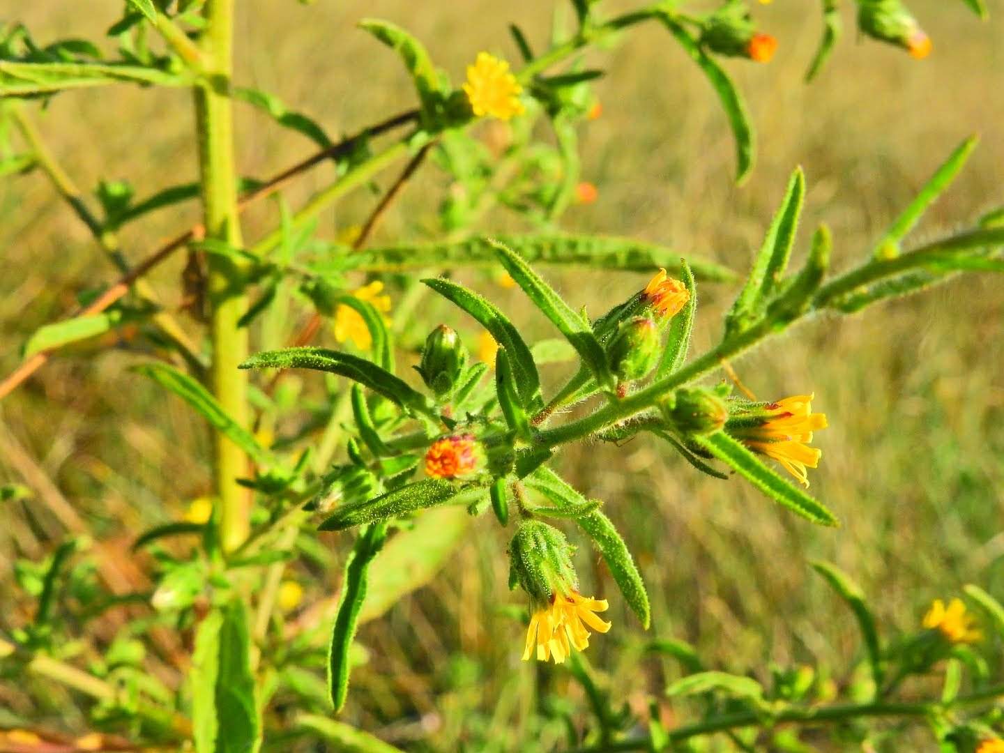 Dittrichia graveolens