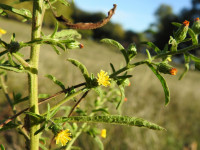 Dittrichia graveolens