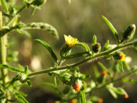 Dittrichia graveolens