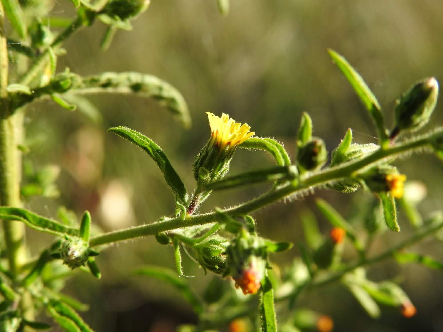 Dittrichia graveolens