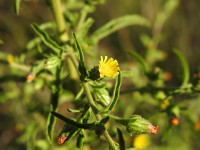 Dittrichia graveolens