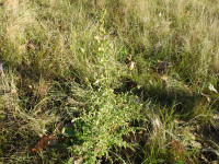 Dittrichia graveolens