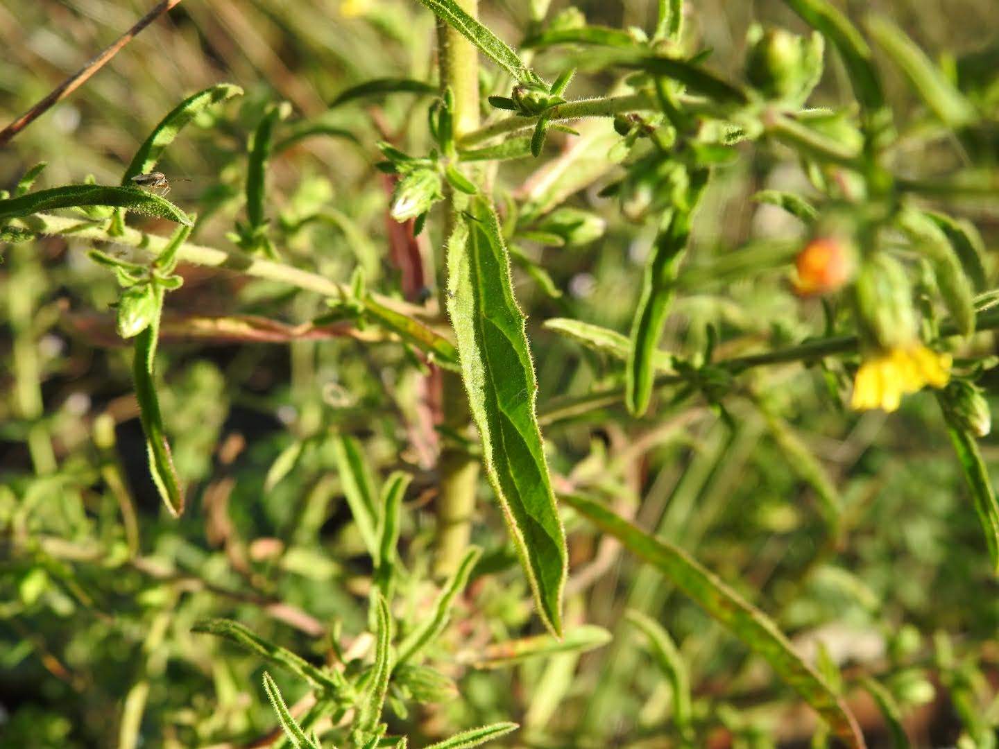 Dittrichia graveolens