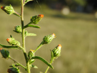 Dittrichia graveolens