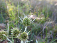 Eryngium campestre