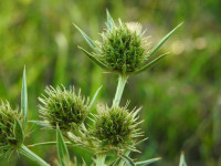 Eryngium campestre