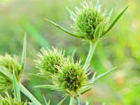 Eryngium campestre