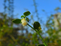 Salpichroa origanifolia