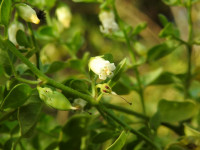 Salpichroa origanifolia