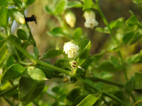 Salpichroa origanifolia