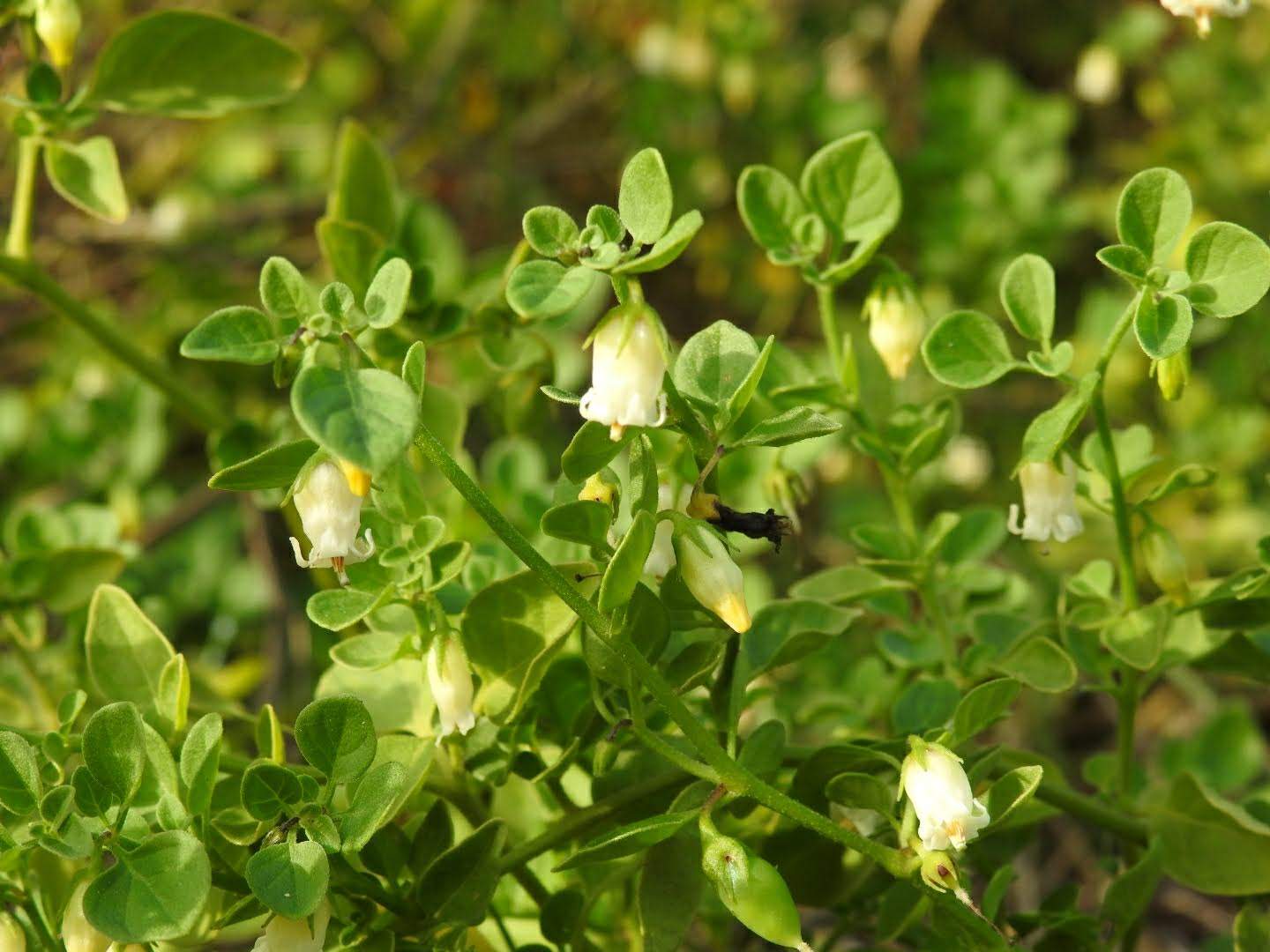 Salpichroa origanifolia
