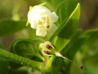 Salpichroa origanifolia