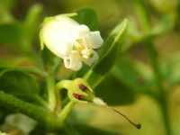 Salpichroa origanifolia