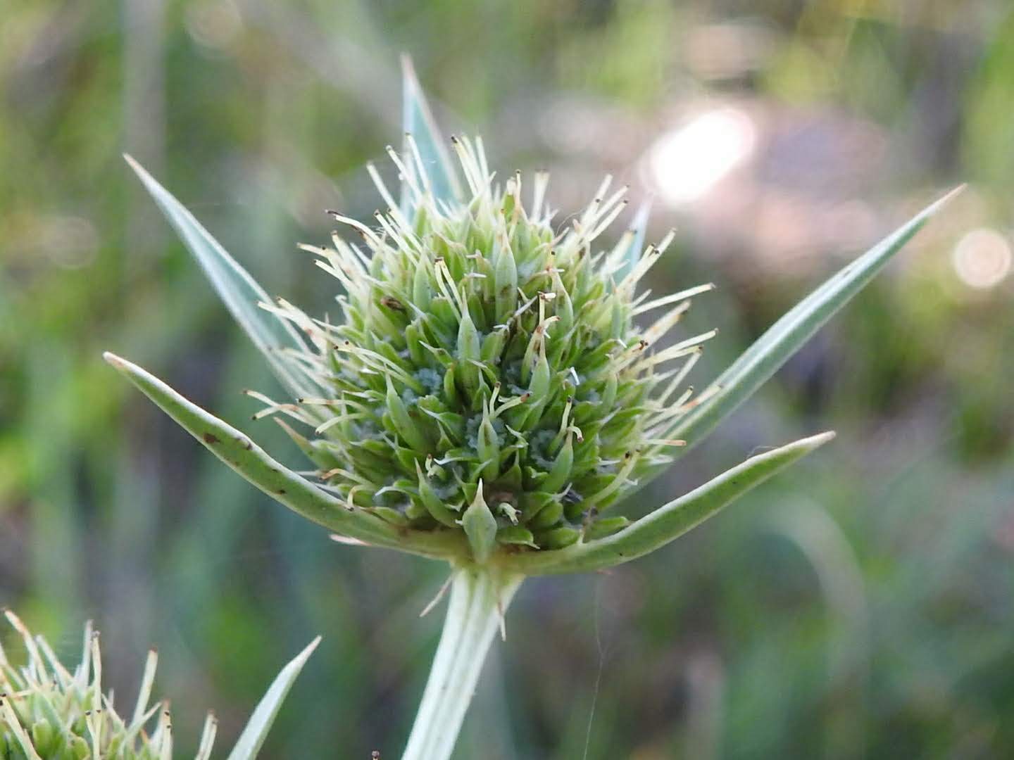 Eryngium campestre