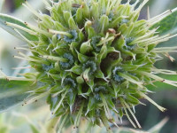 Eryngium campestre