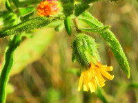 Dittrichia graveolens