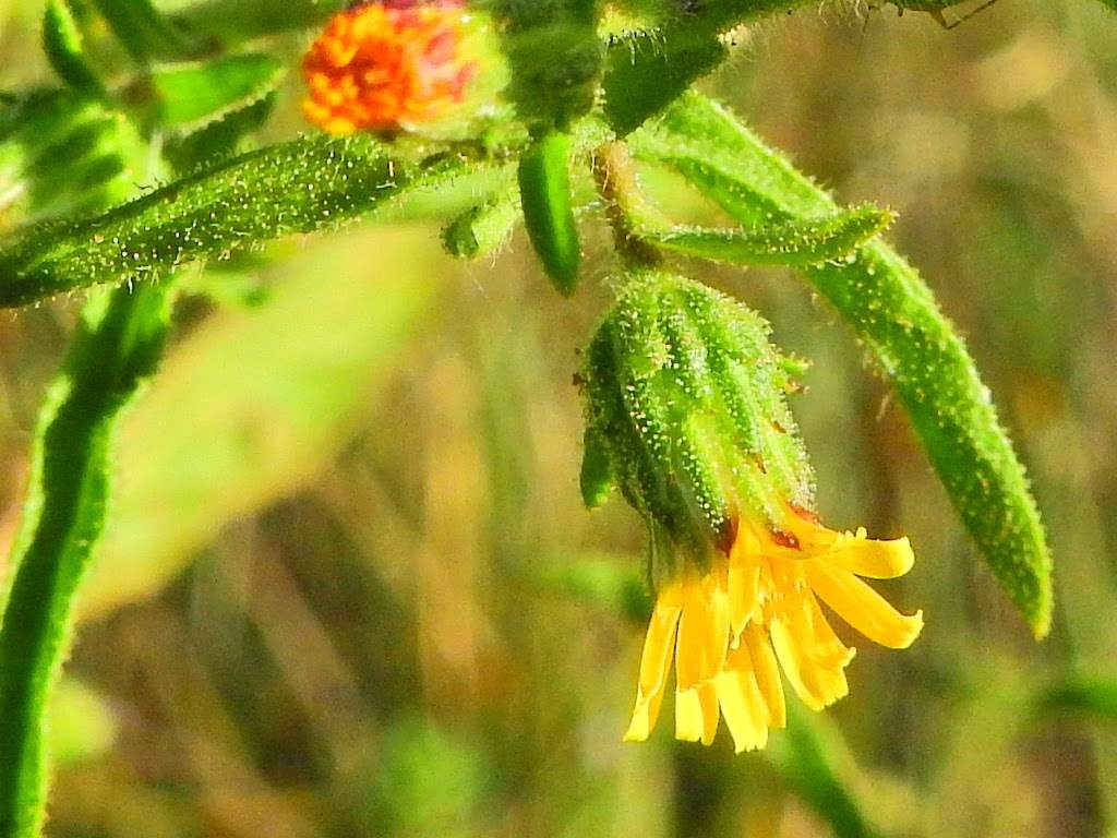 Dittrichia graveolens