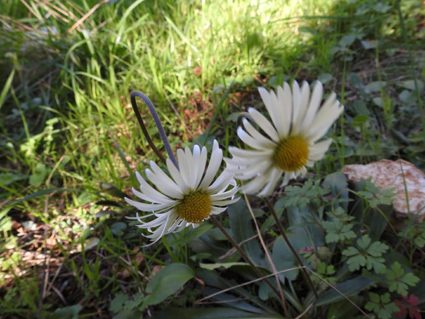 Bellis sylvestris
