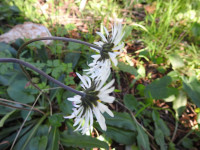 Bellis sylvestris
