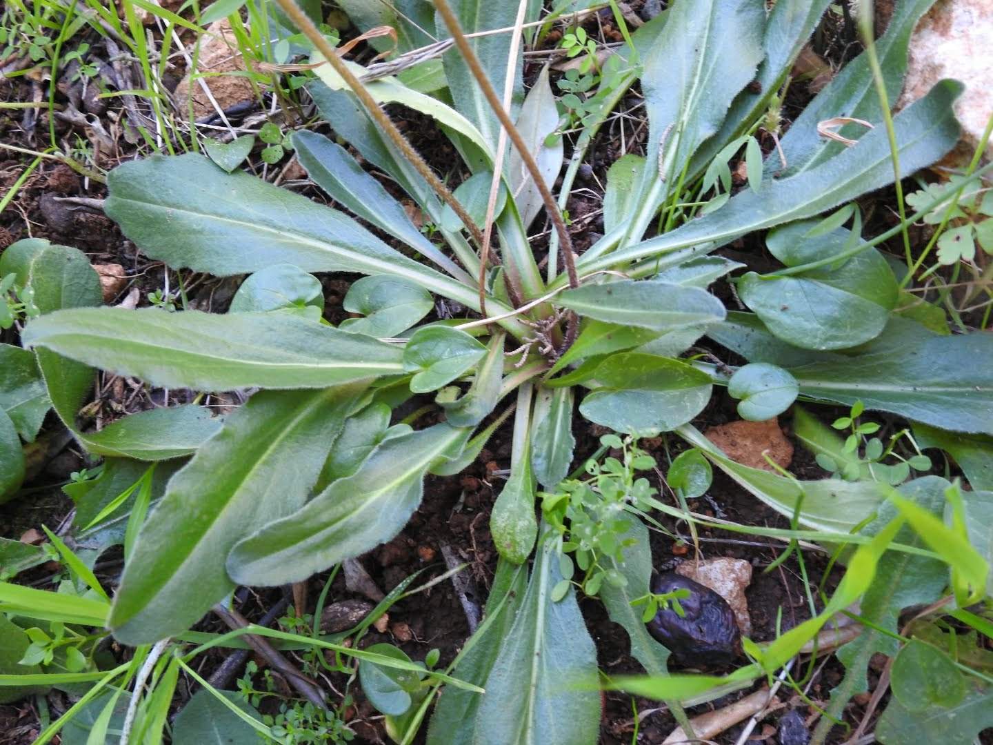 Bellis sylvestris