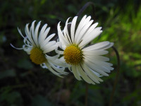 Bellis sylvestris