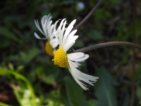 Bellis sylvestris