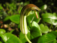 Arisarum vulgare