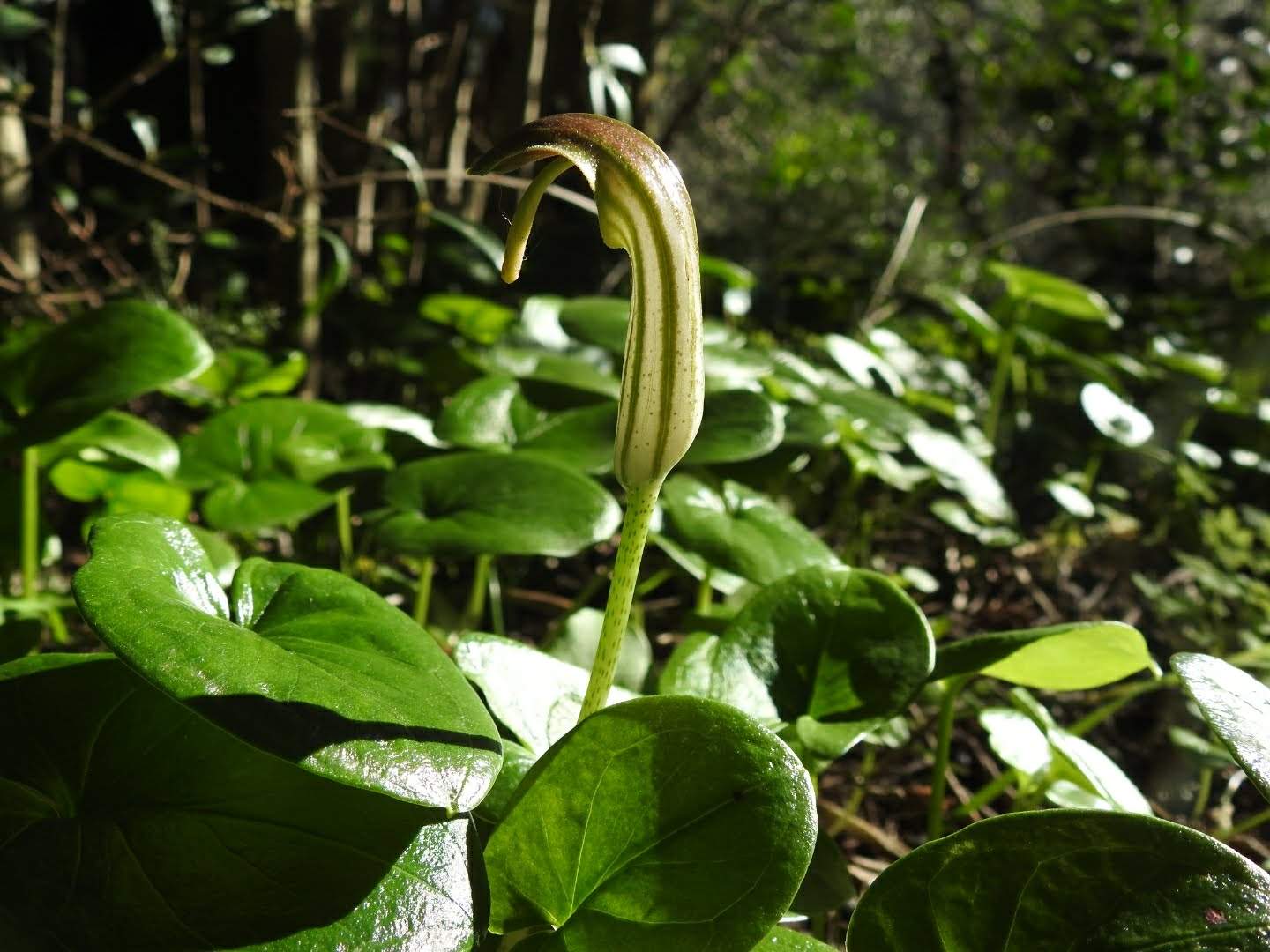 Arisarum vulgare