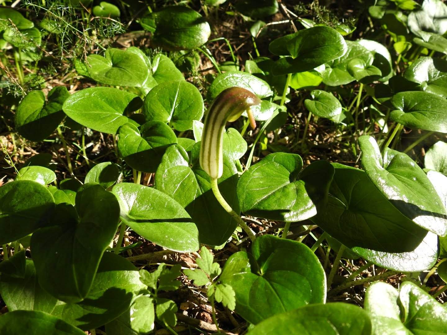 Arisarum vulgare