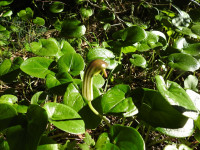 Arisarum vulgare