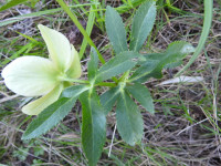 Helleborus viridis