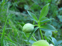 Helleborus viridis