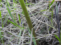 Helleborus viridis