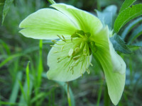 Helleborus viridis